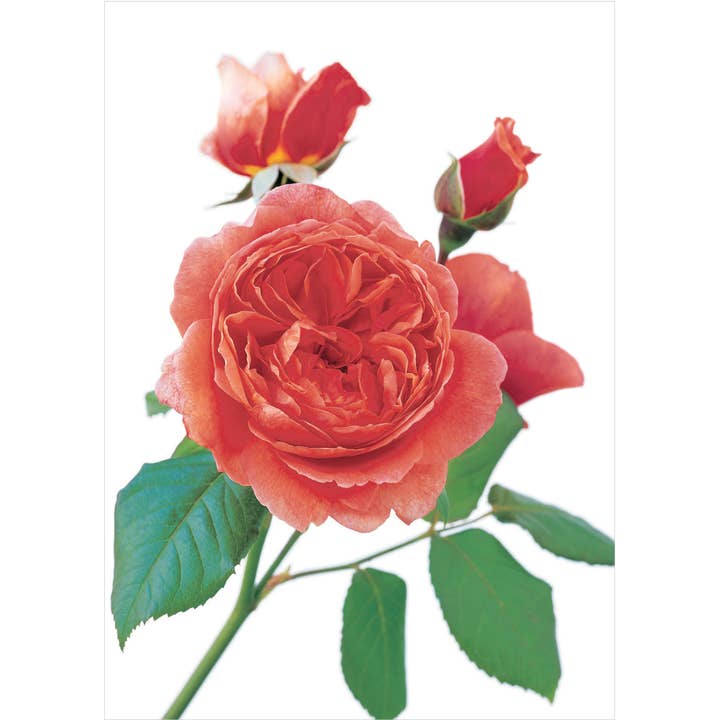 DA30 BLANK Geurende wenskaart David Austin Engelse rozen voor wholesale door Dyson Design