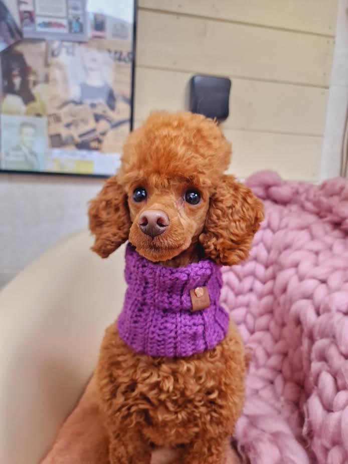 Pet Pooch Boutique - Wholesale Pet snood – Dog - Plum Pudding Roll Top Dog Knitted Snood/Scarf (UK handmade)1