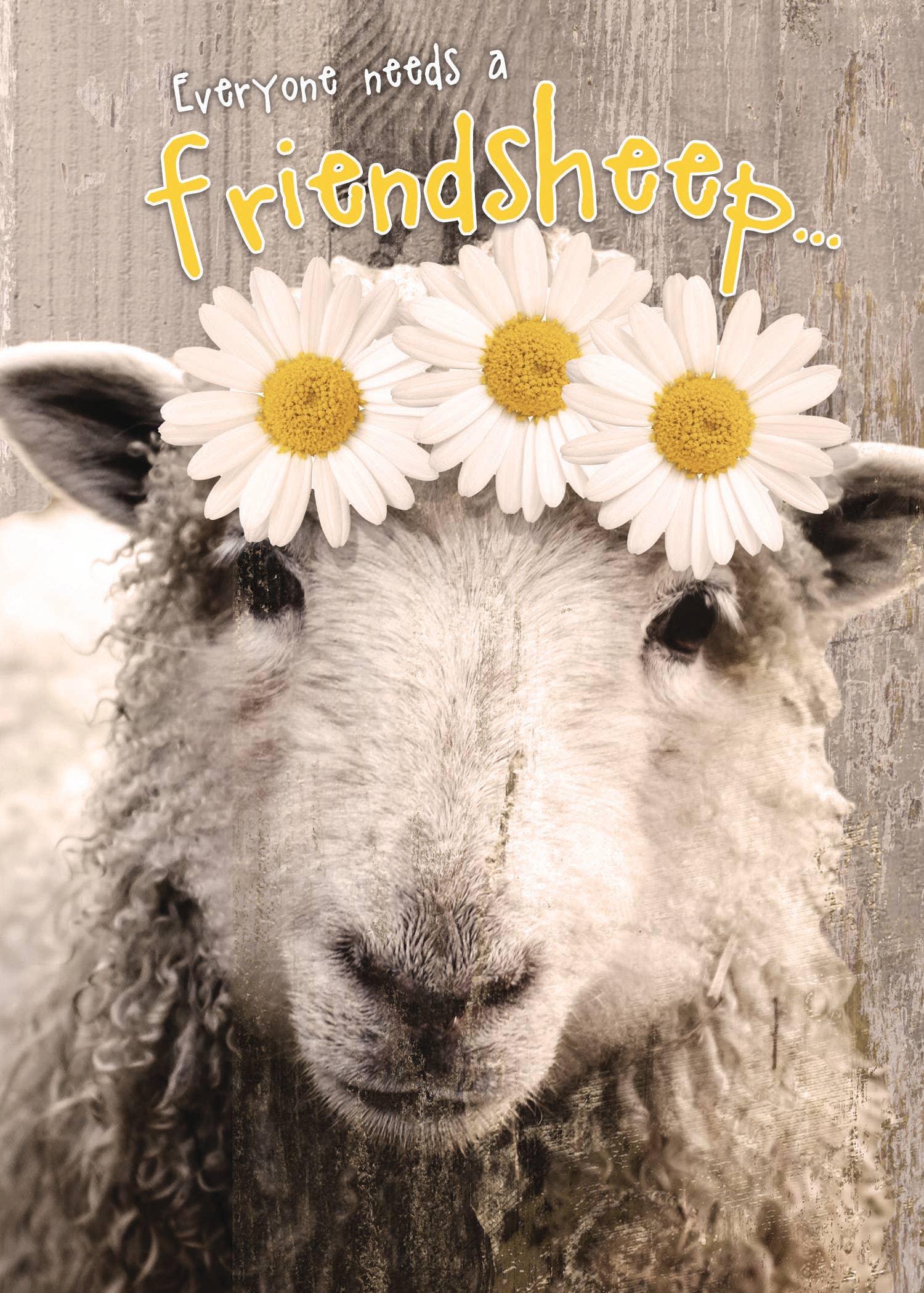 Greeting Cards by Norcard - Vente Cartes d'amitié - FR/FriendSheep0