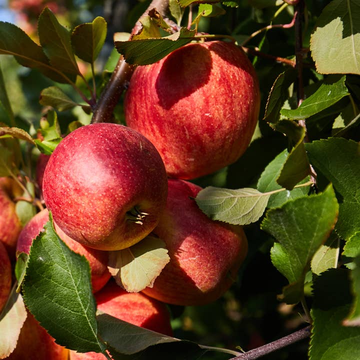 Oasis of Life - Wholesale Live plant - Fruit trees – 4 plants – Malus, Pyrus, Prunus – Height 60–70cm – ⌀9cm – Fruit tree set with apple, pear, cherry & plum – Hardy fruit plants for garden, balcony & raised bed – Fresh fruits from your own cultivation3