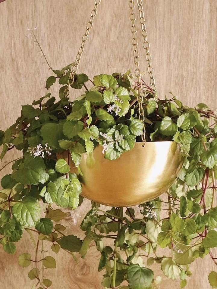 Grande fioriera sospesa in ottone dorato per la vendita all'ingrosso da parte di Sawah Botanical