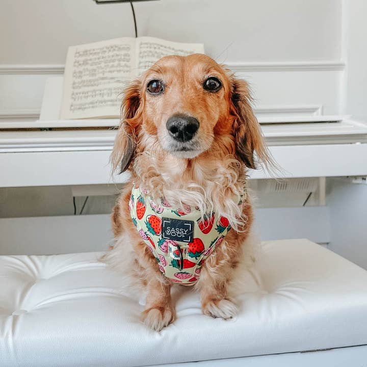 SASSY WOOF - Wholesale Pet Harness - Dog - Dog Adjustable Harness - Strawberry Fields Furever (Spring)