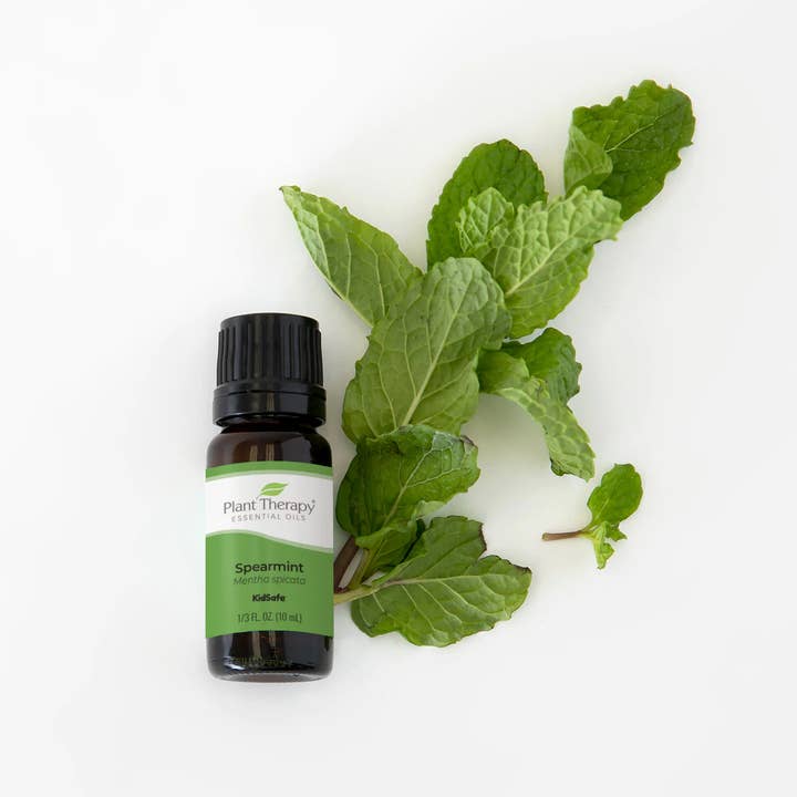 Plant Therapy - Wholesale Essential Oil - Spearmint Essential Oil 30 mL