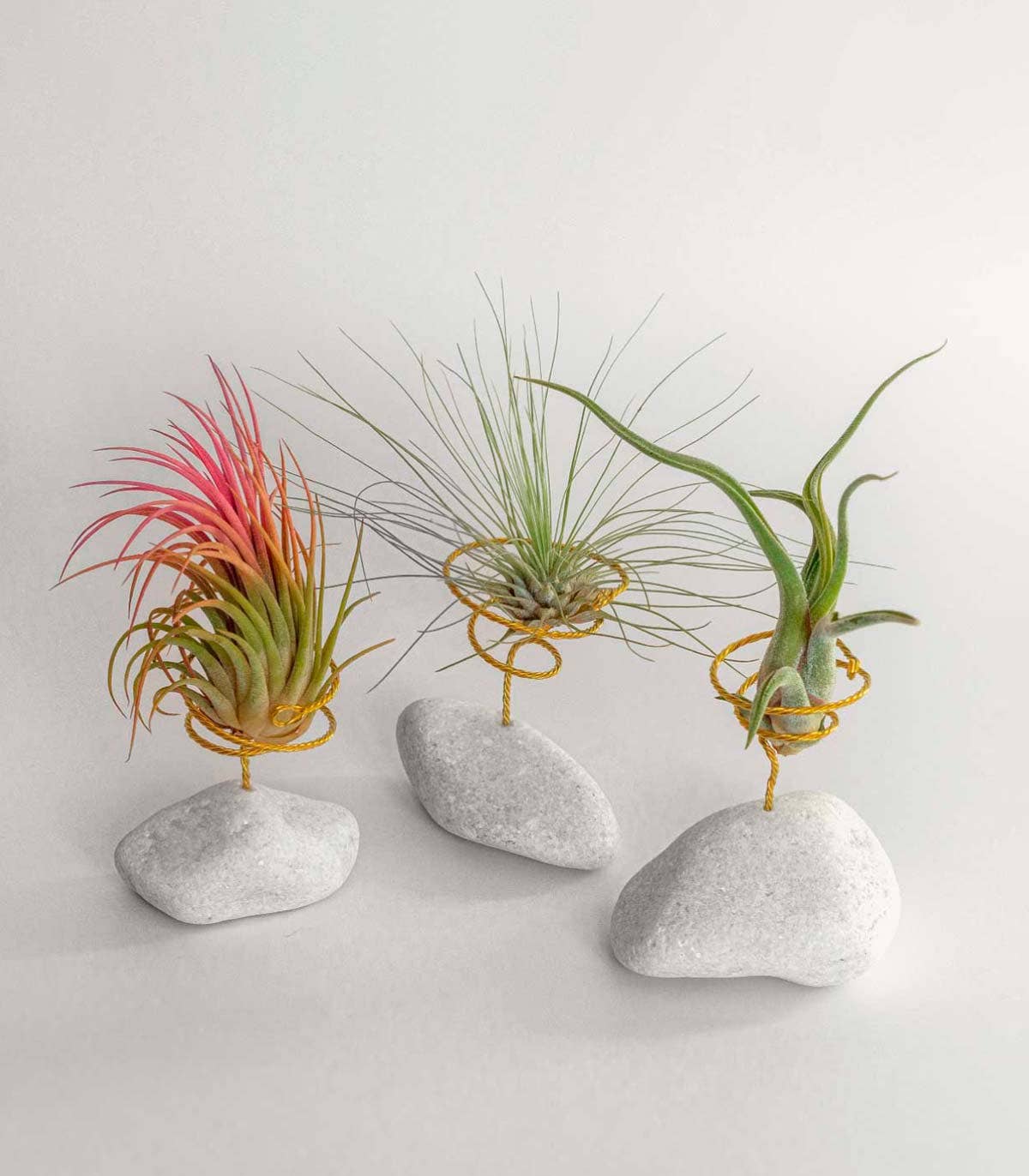 BOREEN Shop - Wholesale Live Plant - Tillandsia air plant with natural stone support1