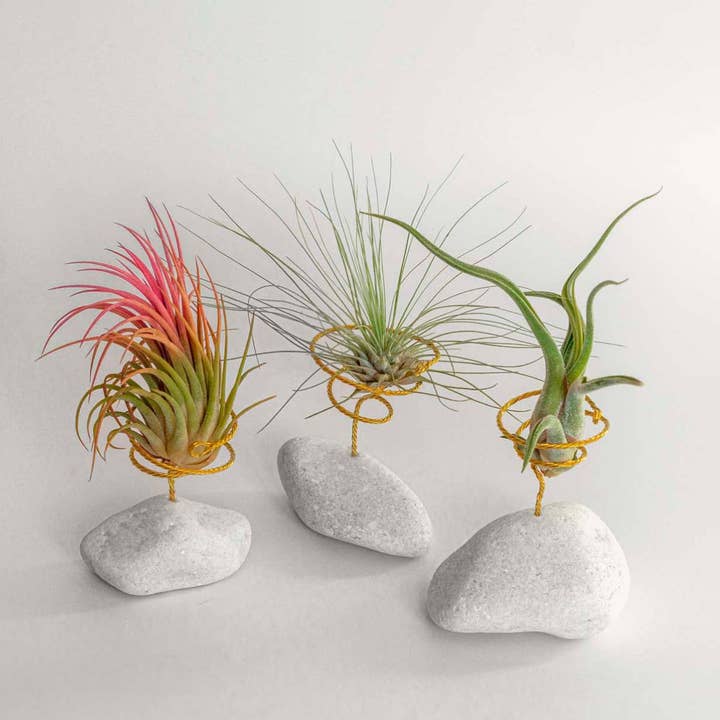 BOREEN Shop - Wholesale Live Plant - Tillandsia air plant with natural stone support1
