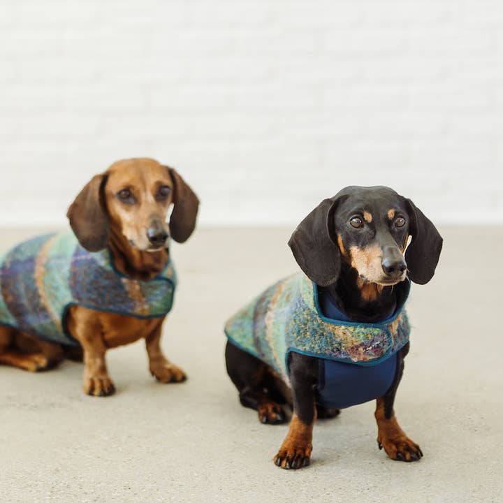 Dachshund Couture - Vendita all'ingrosso Cappotto - Cani - Cappotto bassotto tartan turchese Gauguin