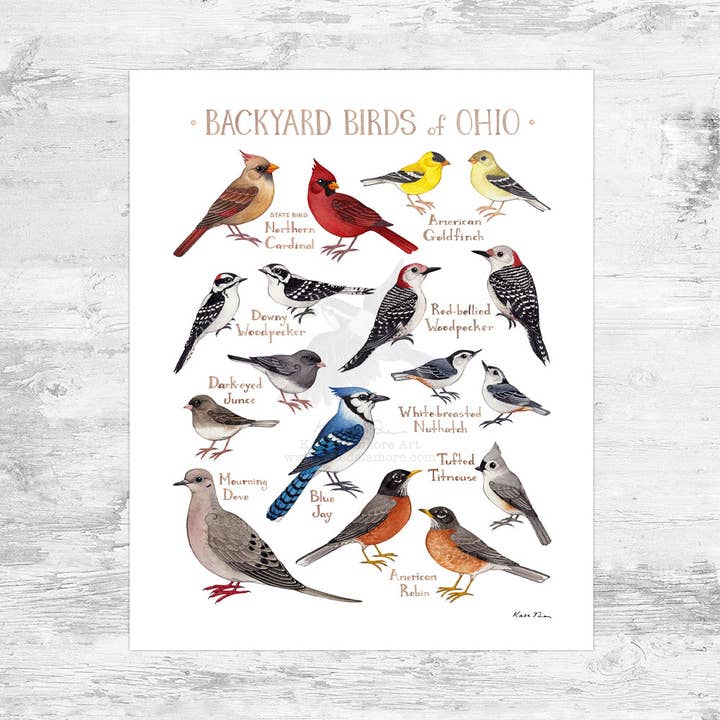 Ohio 8x10 Backyard Birds Field Guide Art Print for wholesale by Kate Dolamore Art