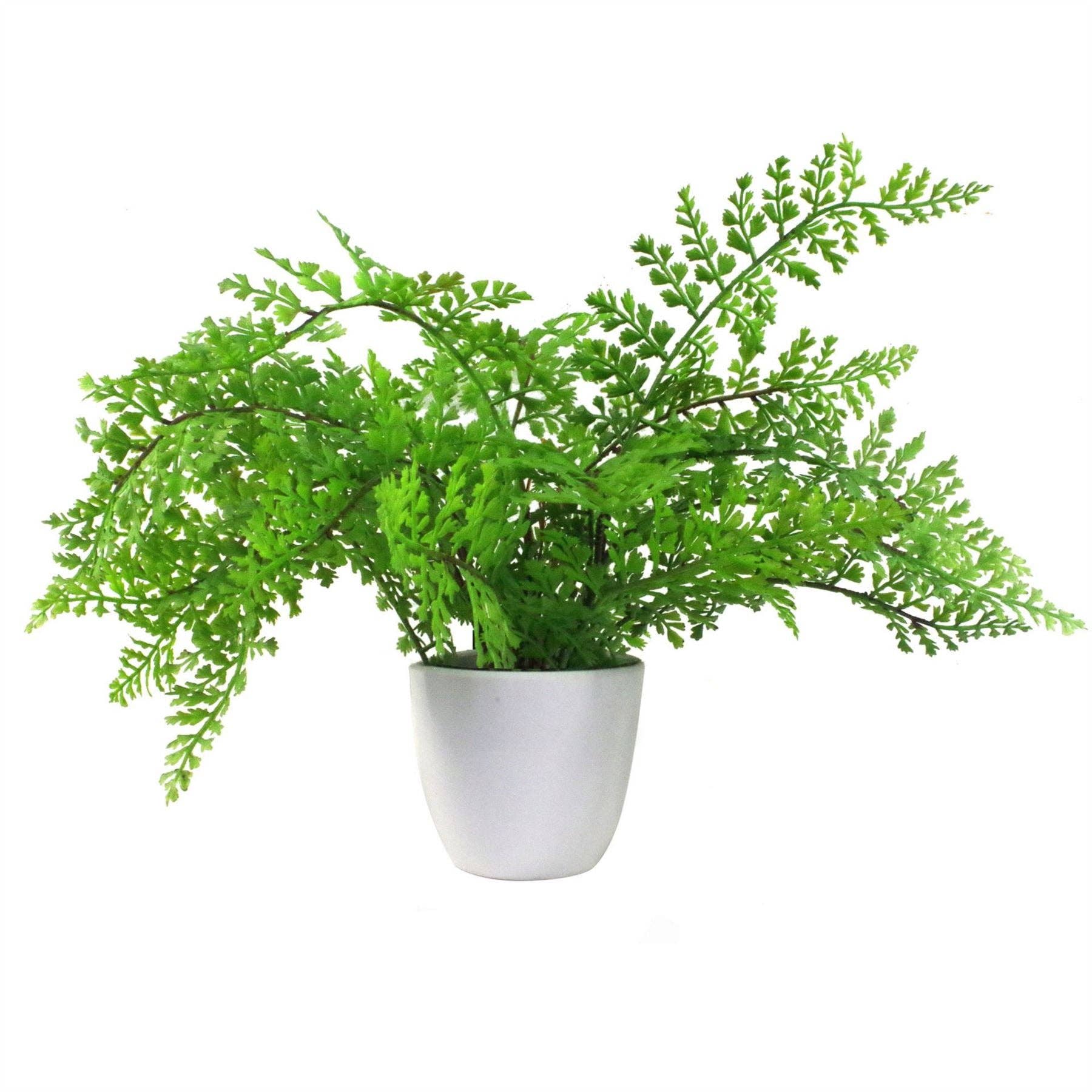 Leaf Design UK LTD – Engroshandel Kunstig plante – Kunstige bregner Planter Pakke 3 x 30 cm Botanisk Bregne 30cm6