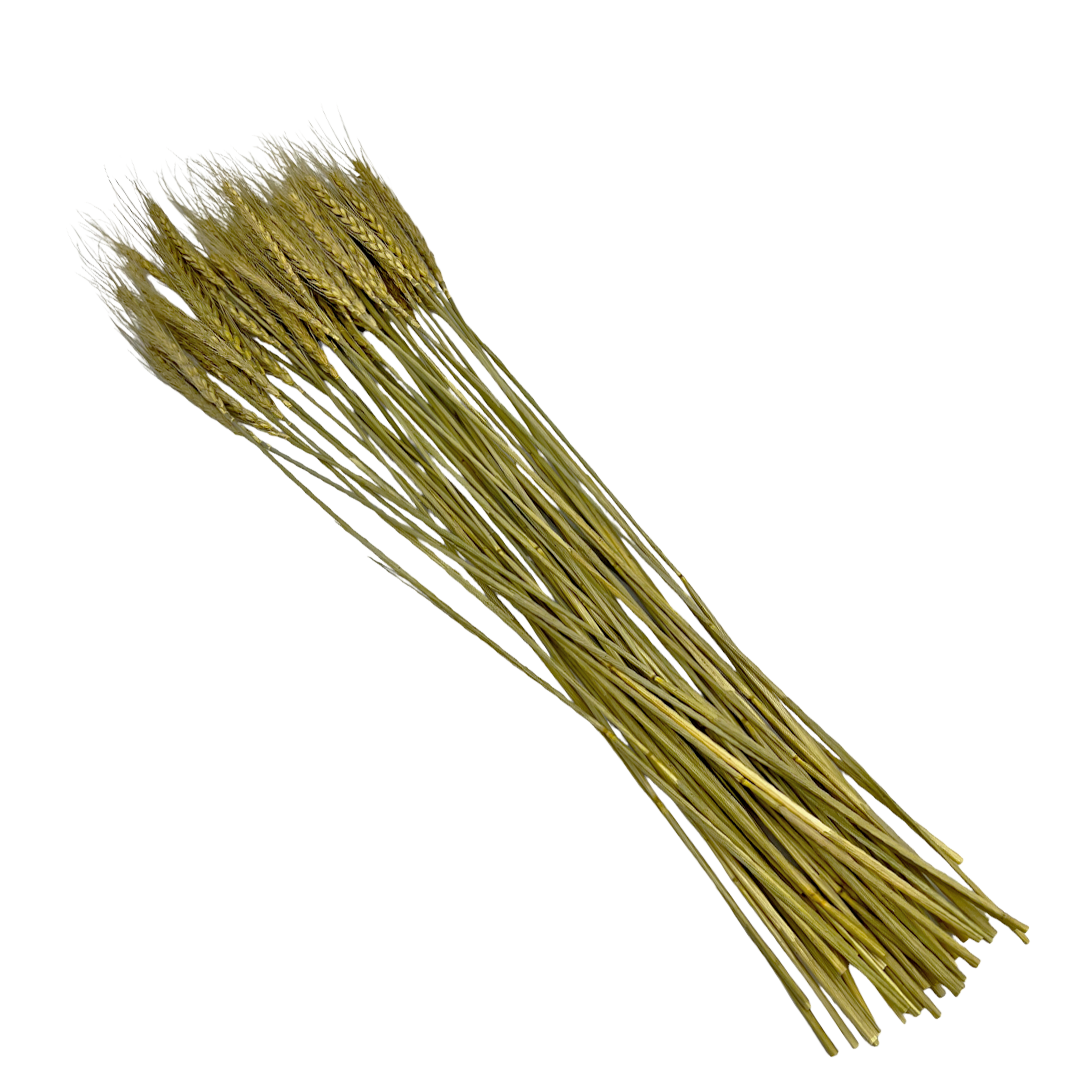 2626 Designs – wholesale Torkade/pressade blommor – Torkat vete, 50 st, cirka 61 cm långt2