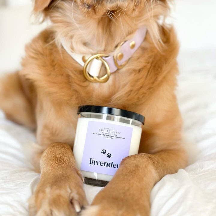 West Coast Candle Company - Vendita all'ingrosso Candela in vasetto - Candela alla lavanda