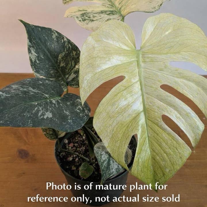 Monstera White Monster Variegated, Rare Tissue Culture Plant for wholesale by Nanu's Nursery