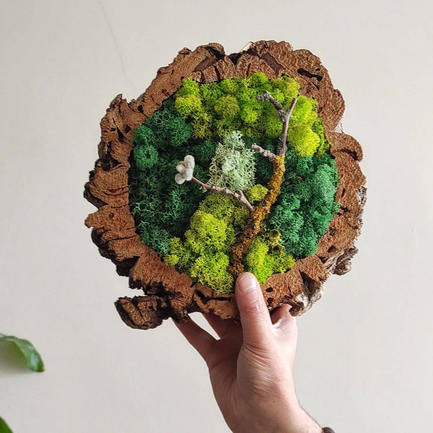 Fios Jardins Suspensos - Wholesale Live Plant - Living frame in cork frame with preserved moss