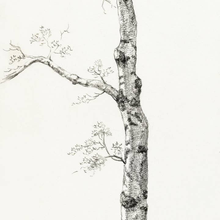 Plantable Card of Vintage Tree Drawing for wholesale by Lara Coutihno