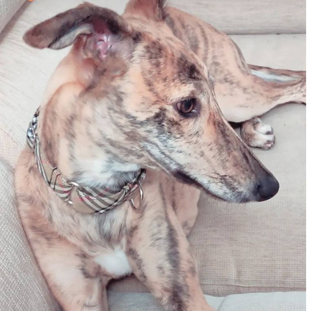 Izala Dog - Wholesale Pet Collar - Dog - Martingale Dog Collar “Berry”1