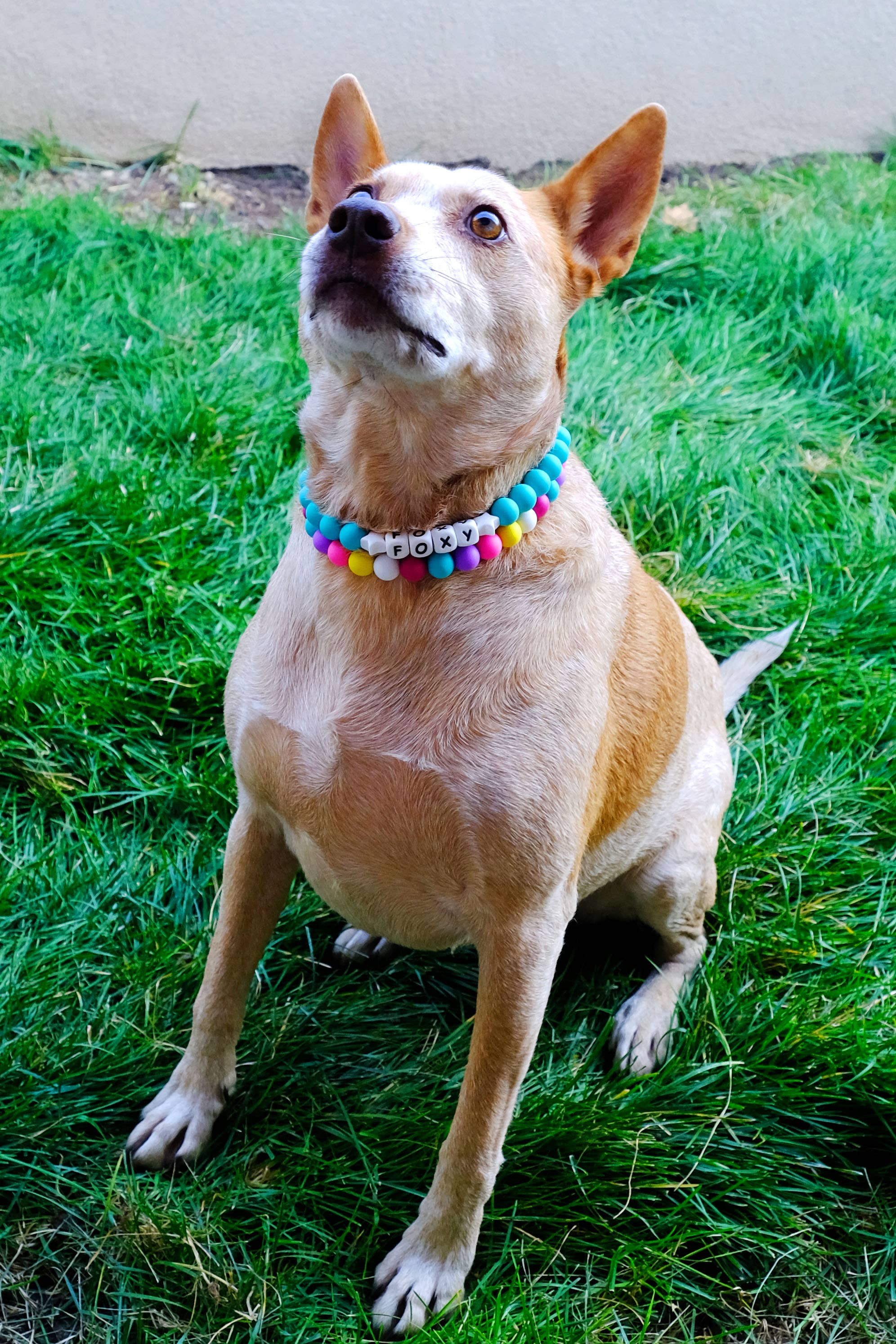 Mimi Green - Wholesale Pet Collar - Dog - Friendship Bracelet Dog Collar | Beaded Dog Collar with Name6