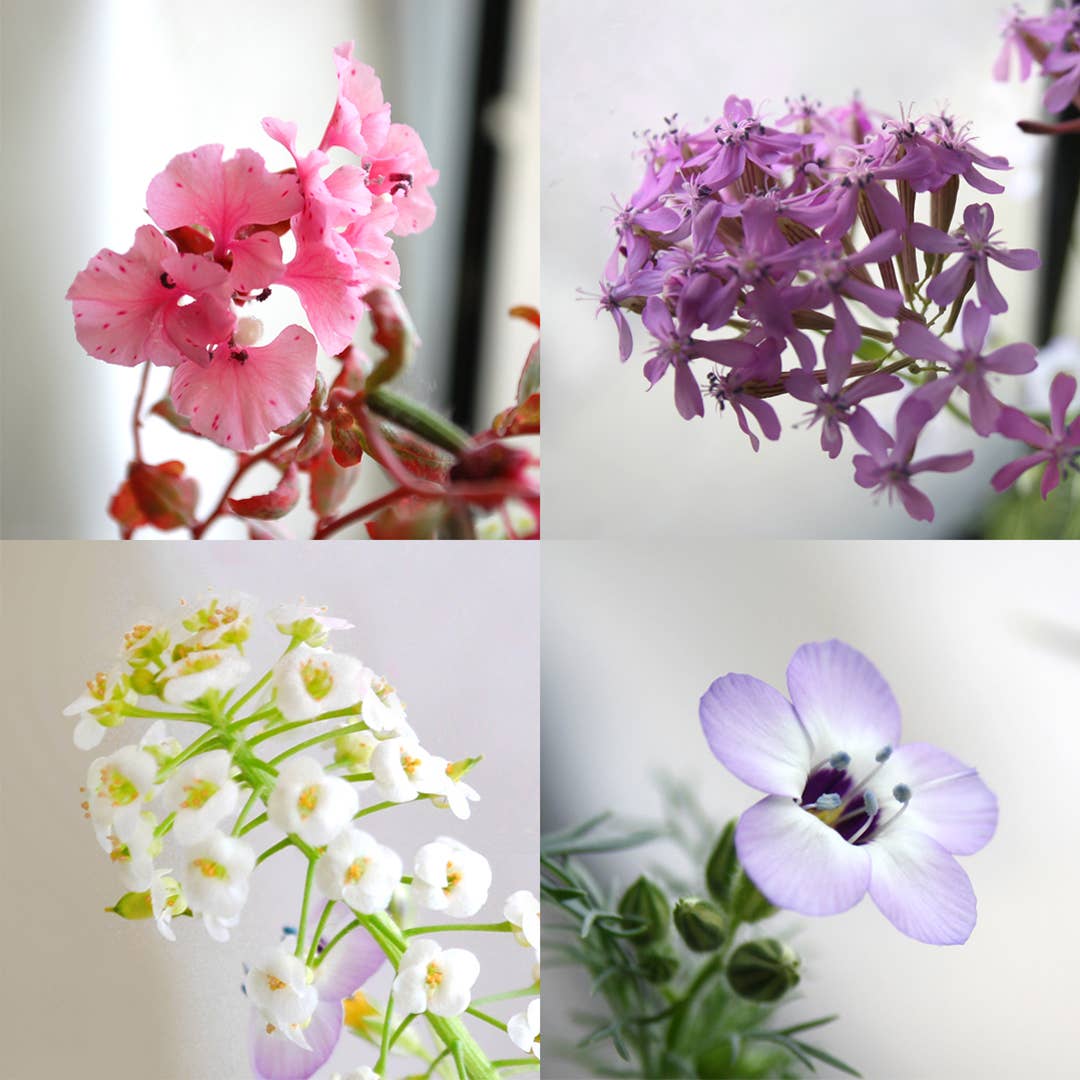 Seedy Cards - Vente Carte de vœux classique - Carte de vœux en papier ensemencé - {bordure de fleurs sauvages}2