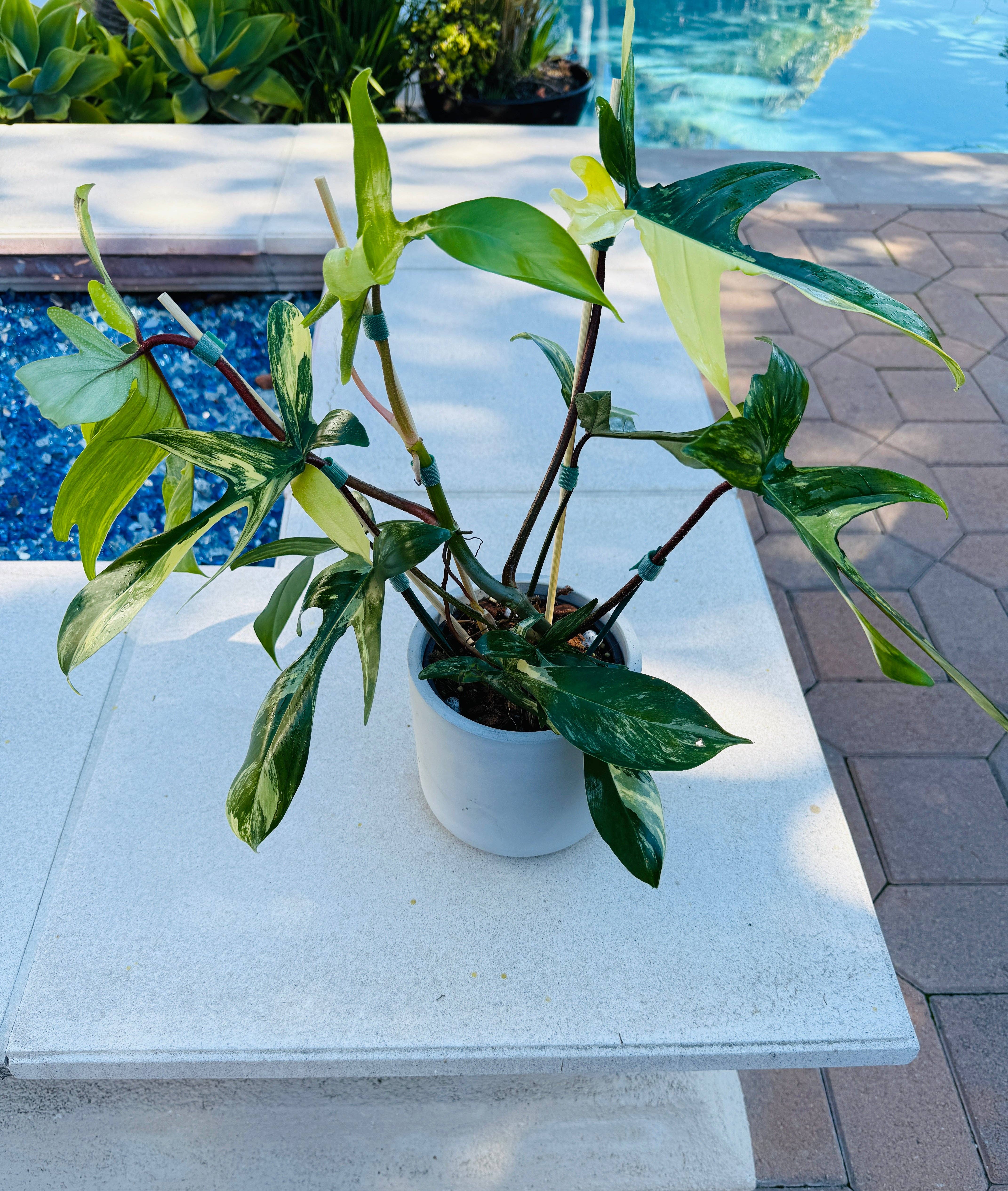 Plant Vault - Wholesale Live Plant - Philodendron Florida Beauty0