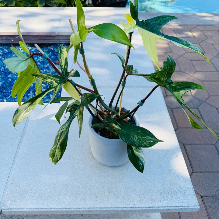Plant Vault - Wholesale Live Plant - Philodendron Florida Beauty