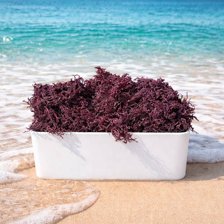 Atlantic Gold Sea Moss - Wholesale Oral Supplement/Vitamin - Dry Sea Moss 1 to 15 Lbs, Colors Wild-harvested St. Lucia4