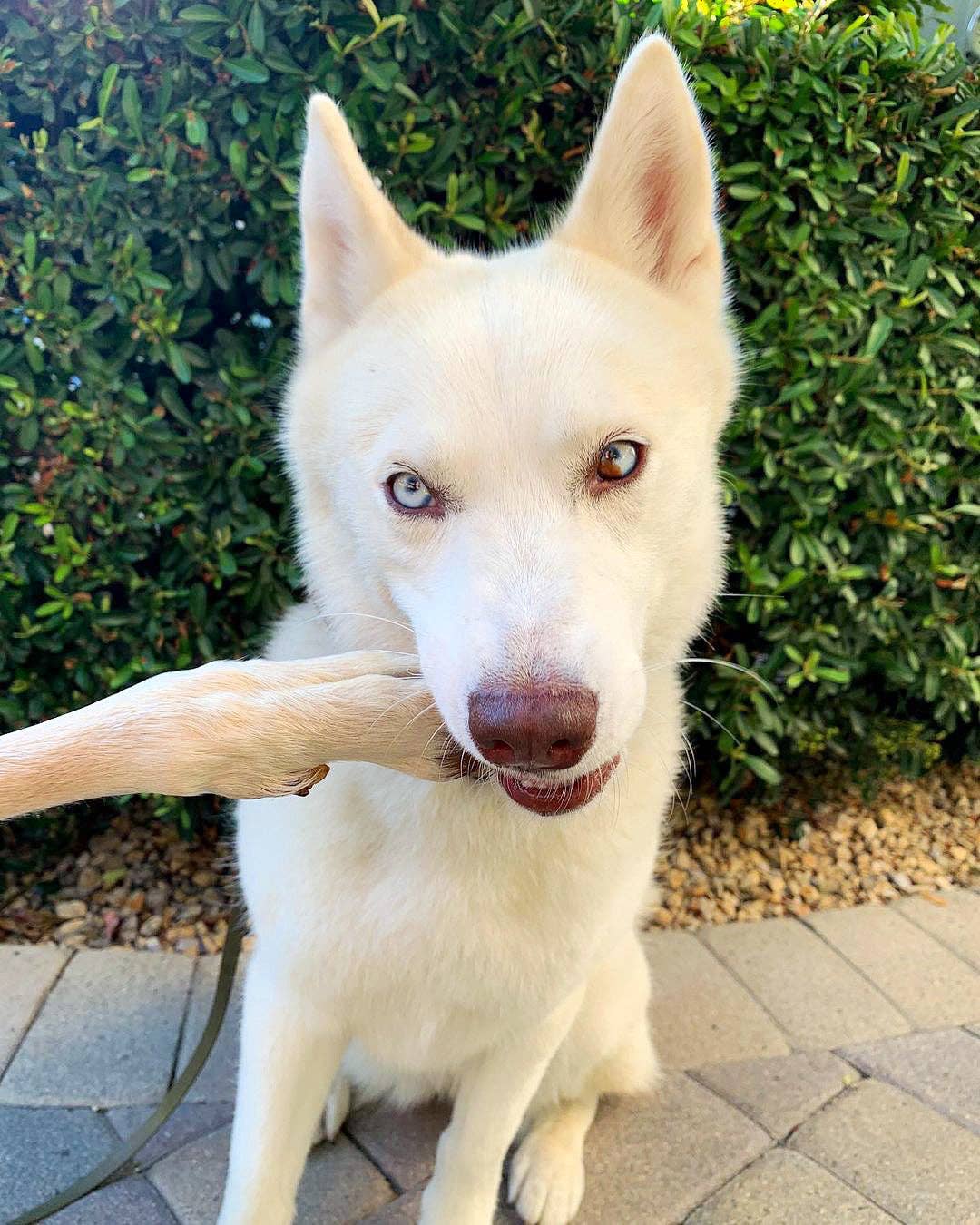 Naked Beasts, Inc. - Wholesale Pet Treats - Dog - Sheep Trotter - Limited Edition9