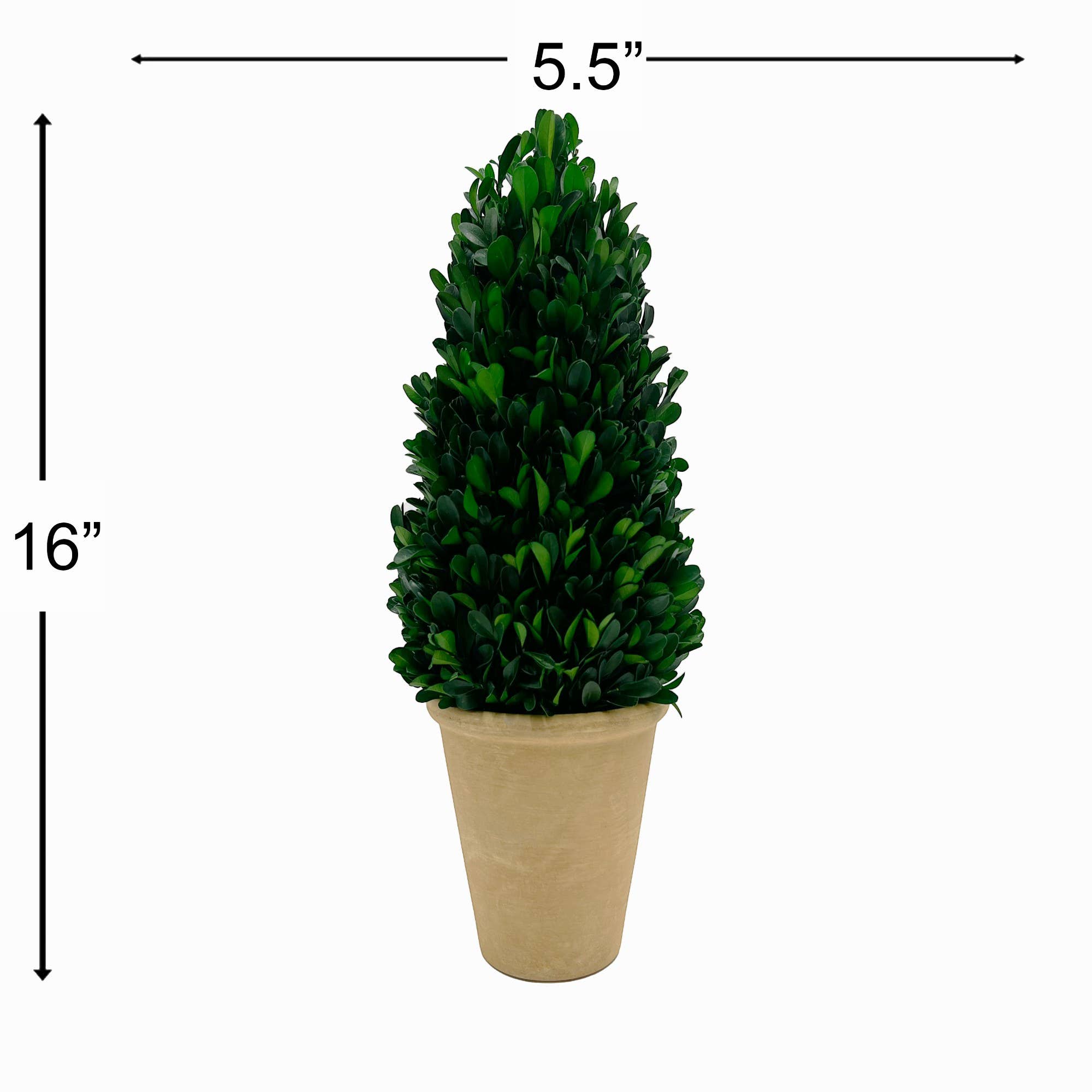 2626 Designs - Venta al por mayor Plantas artificiales - Planta topiaria preservada en forma de cono de boj verde de 16 pulgadas en maceta3