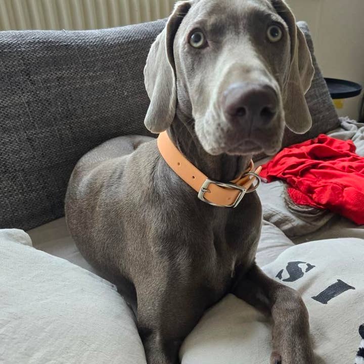 Ploouf Dogs - Wholesale Pet Collar - Dog - Orange Peach “soft touch” dog collar2