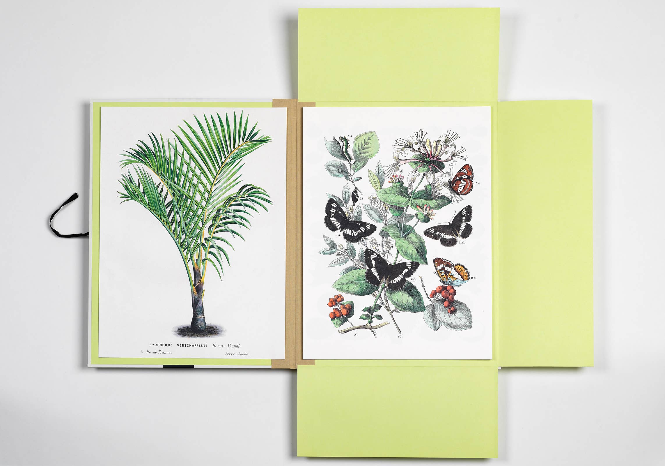 Pepin Press – wholesale Art print – Natural History Art Portfolio - 8 museum-quality art prints2