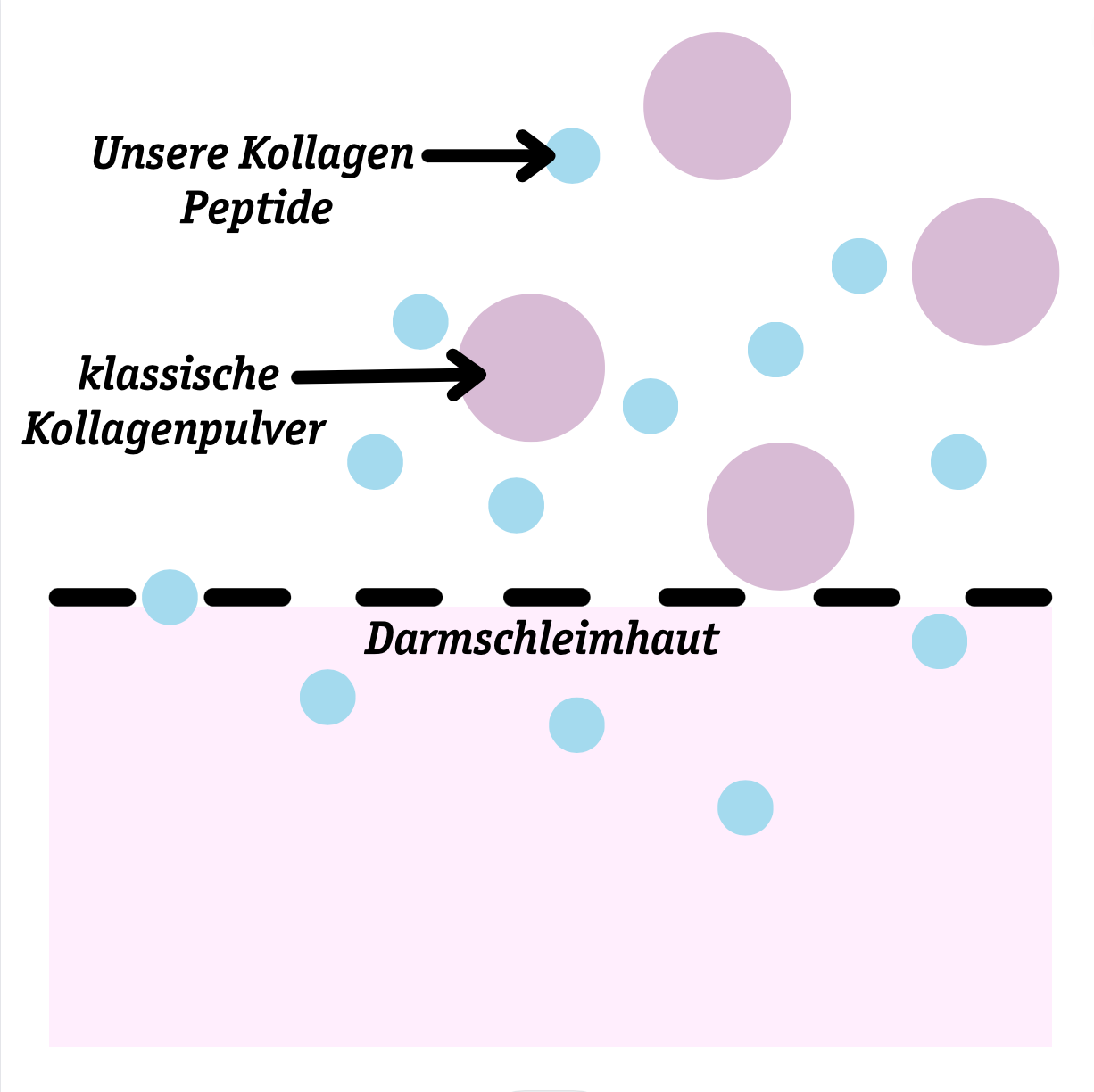 Organic Workout - Venta al por mayor Proteínas y superalimentos en polvo - Polvo de colágeno marino neutral y puro2