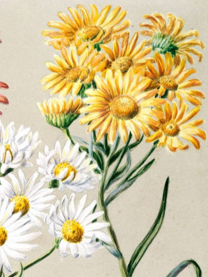 Aster Notebook/Tidsskrift/Dagbog for engroshandel hos Moonlite Mama