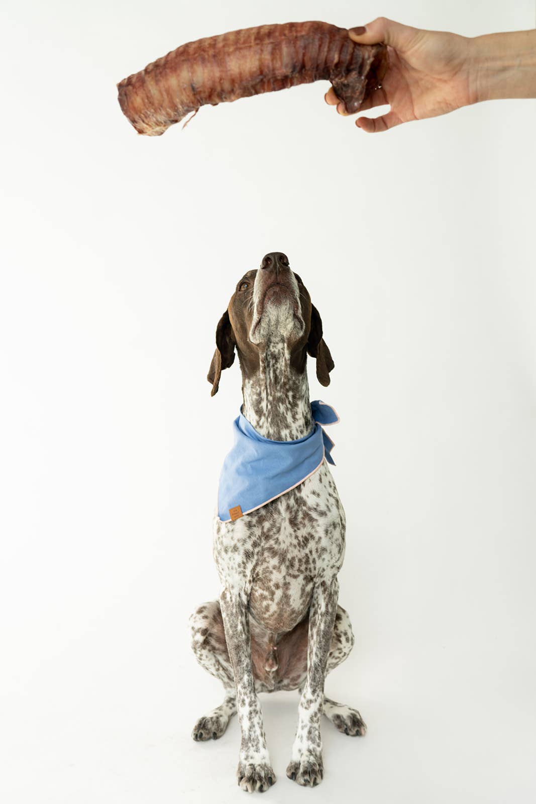 Winnie Lou - Wholesale Pet Treats - Dog - Bison Trachea Chews4