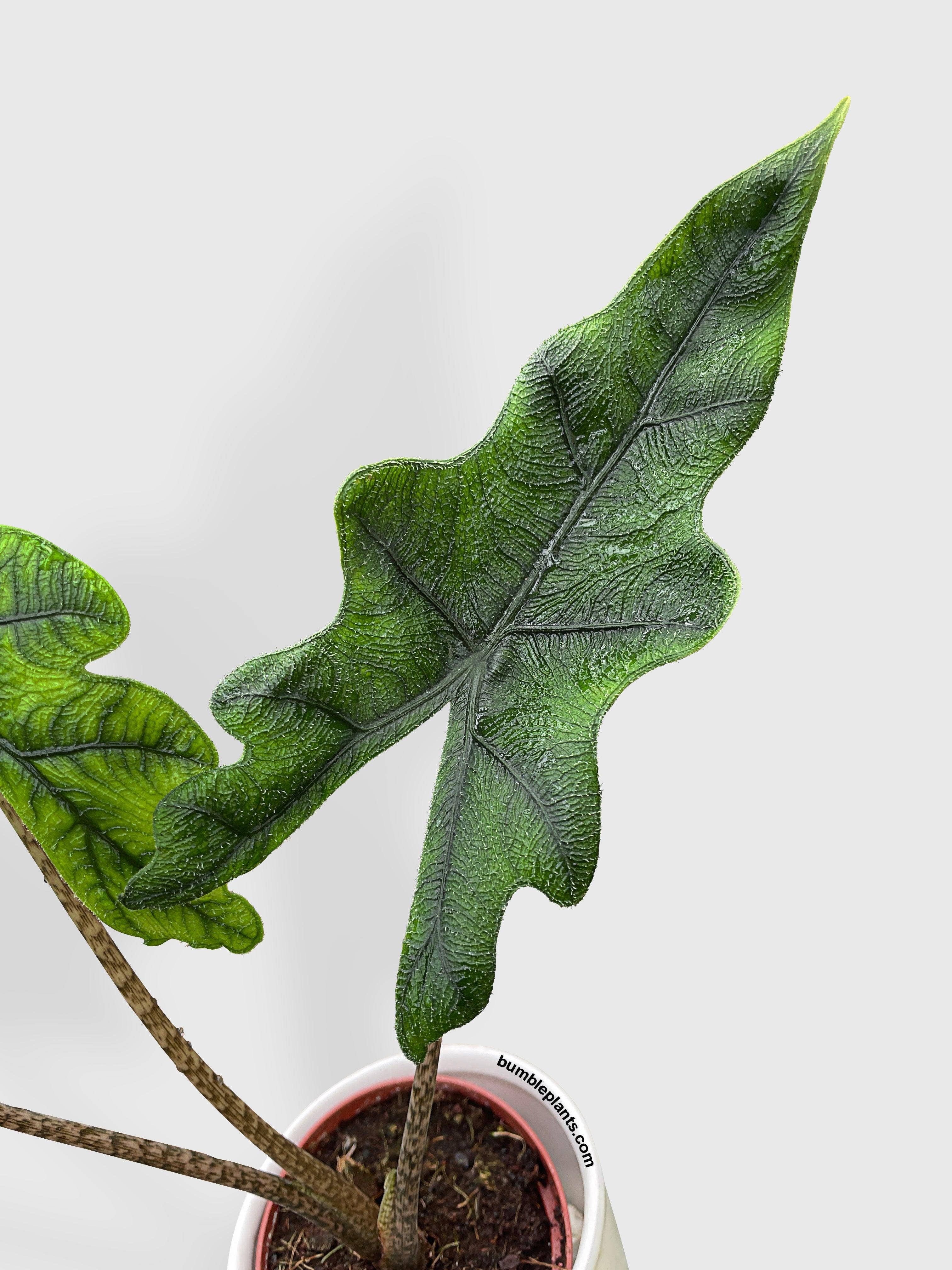 Bumble Plants - Wholesale Live Plant - Alocasia Jacklyn8