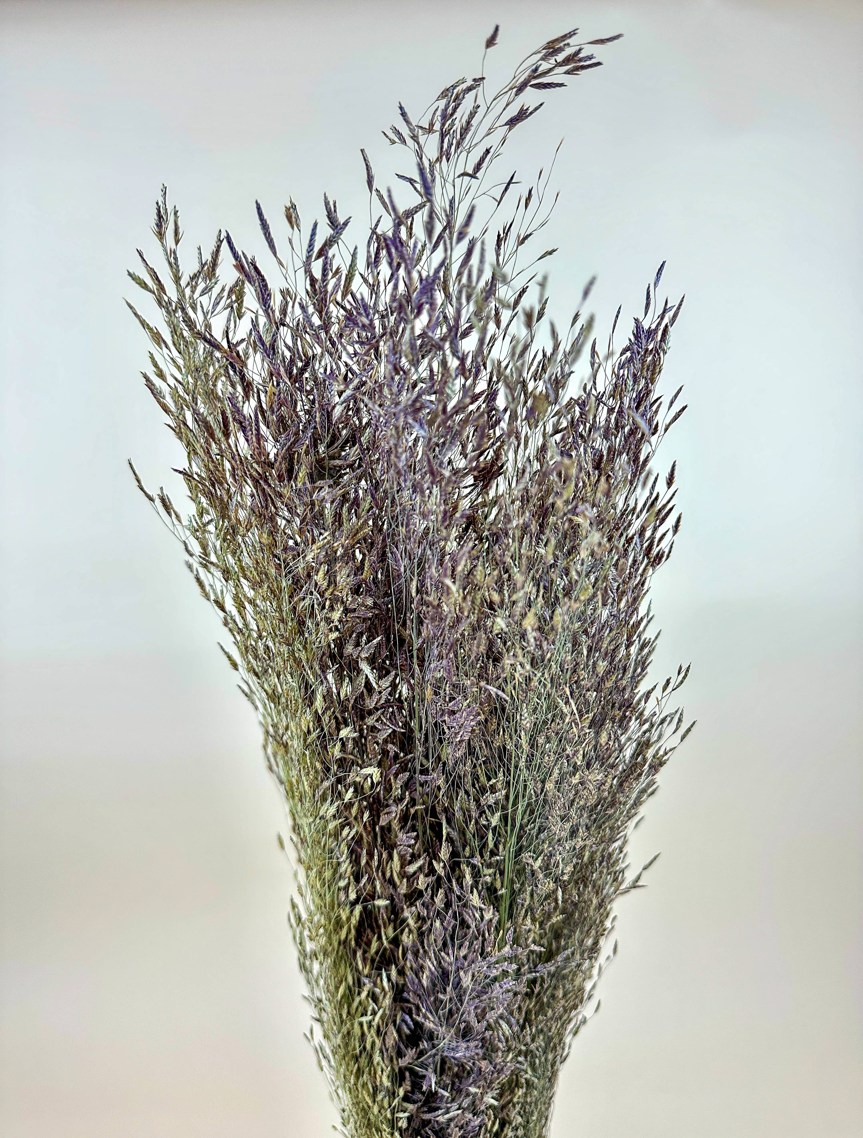 Lovejoy Farms Premium Dried Flowers - Wholesale Dried/Pressed Flowers - Ruby Silk Grass - Naturally Dried 1
