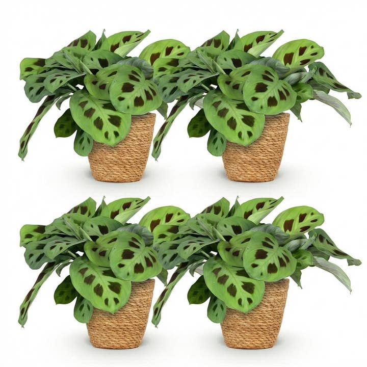 Maranta Fascinator Kerchoveana Zebrapflanze – 4er Set Zimmerpflanzen im Korb Ø12cm Höhe25cm – Haustierfreundliche Grünpflanze – Pflegeleicht – Für Wohnzimmer Büro Schlafzimmer für den Großhandel von Oasis of Life