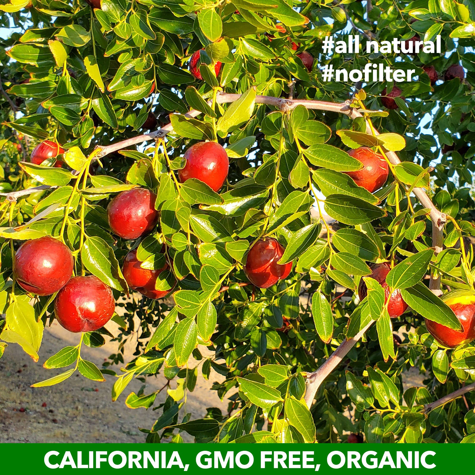 JUJUME - Wholesale Gedroogd fruit - JUJUME biologische hele jujubes1