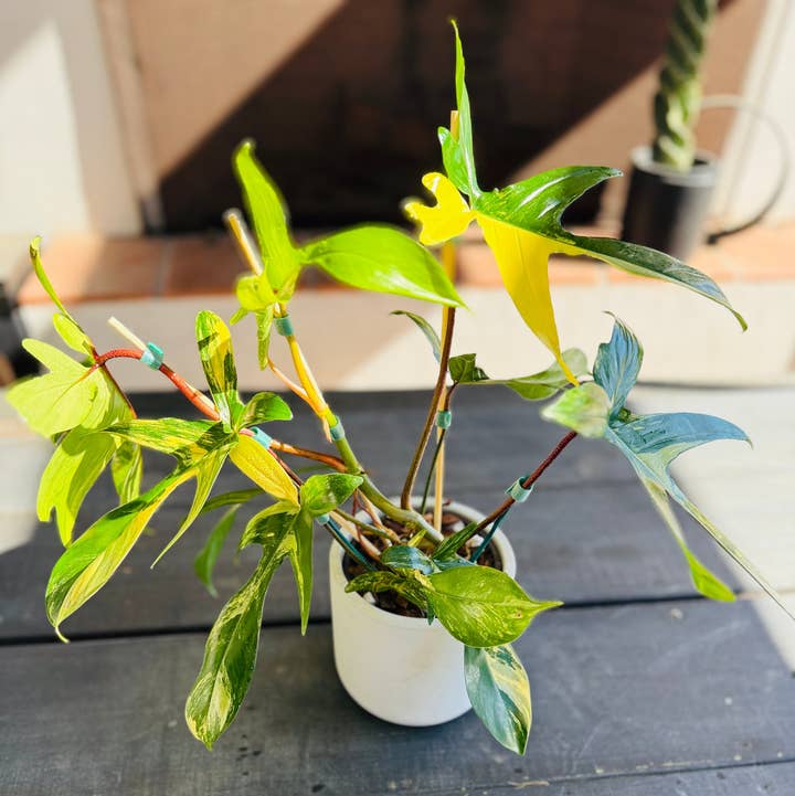 Plant Vault - Wholesale Live Plant - Philodendron Florida Beauty1