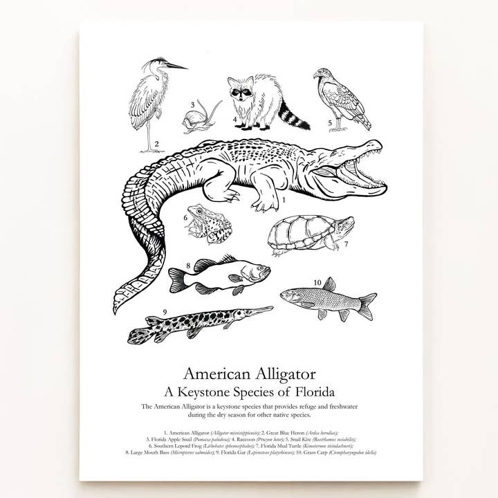 American Alligator: A Keystone Species of Florida for wholesale by Jess Vartanian Illustration & Design