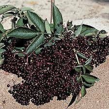Elderberry Tea for wholesale by Ladell Organics