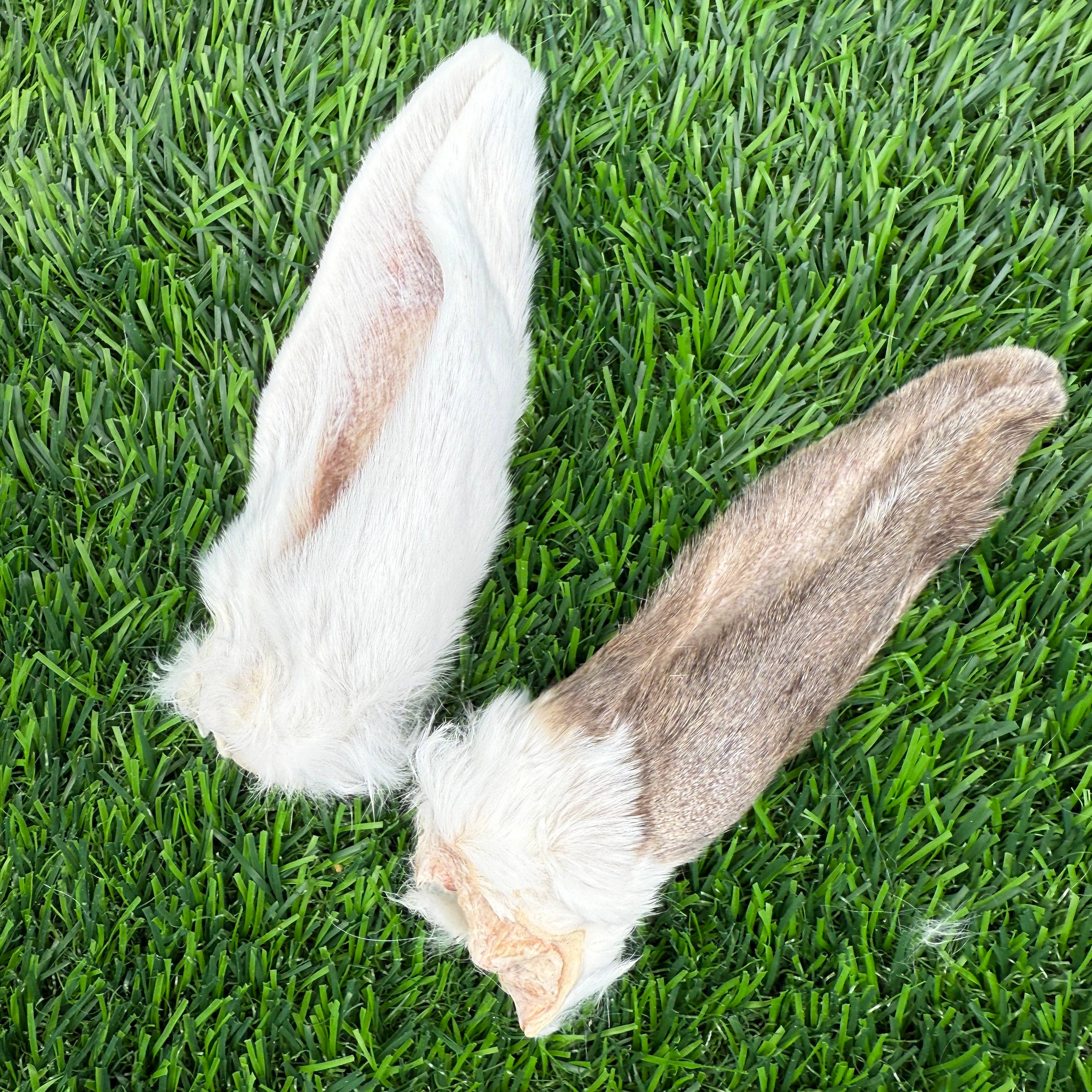 Golden Nibbles - Wholesale Pet Treats - Dog - Rabbit Ears - Bag of 8 - Freeze-Dried Treat/Chew for Dogs & 3