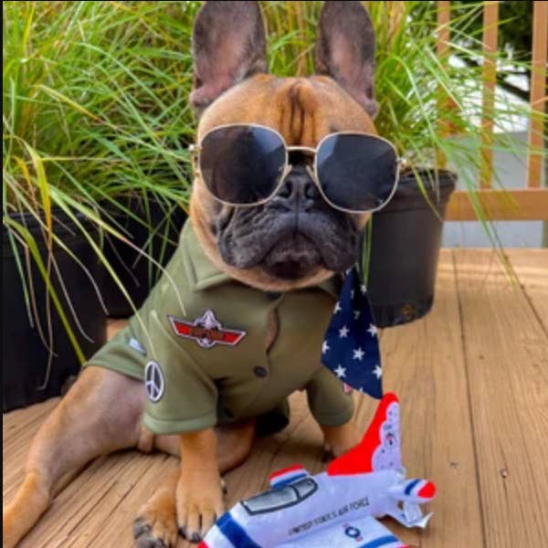 Icecreamtree Studio – wholesale Pet costume – Cat/dog – Top Gun Look Outfit Pilot Shirt, Scarf Set - Dog Cat Costume5