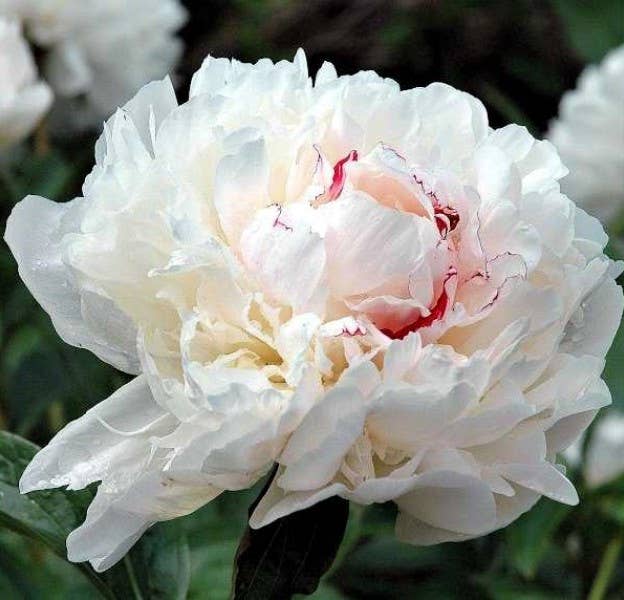 GardenPerspective – wholesale Levande växt – Peony Festiva Maxima Barrotade levande växter för utomhusträdgård0