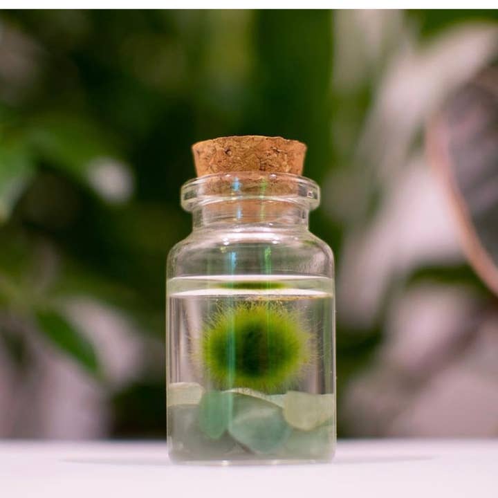 Tiny Marimo Moss Ball Terrarium with Aventurine Gemstones for wholesale by Moss Amigos | Moss Ball Terrariums