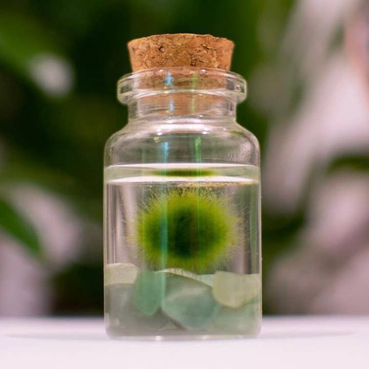 Moss Amigos | Moss Ball Terrariums - Wholesale Live Plant - Tiny Marimo Moss Ball Terrarium with Aventurine Gemstones