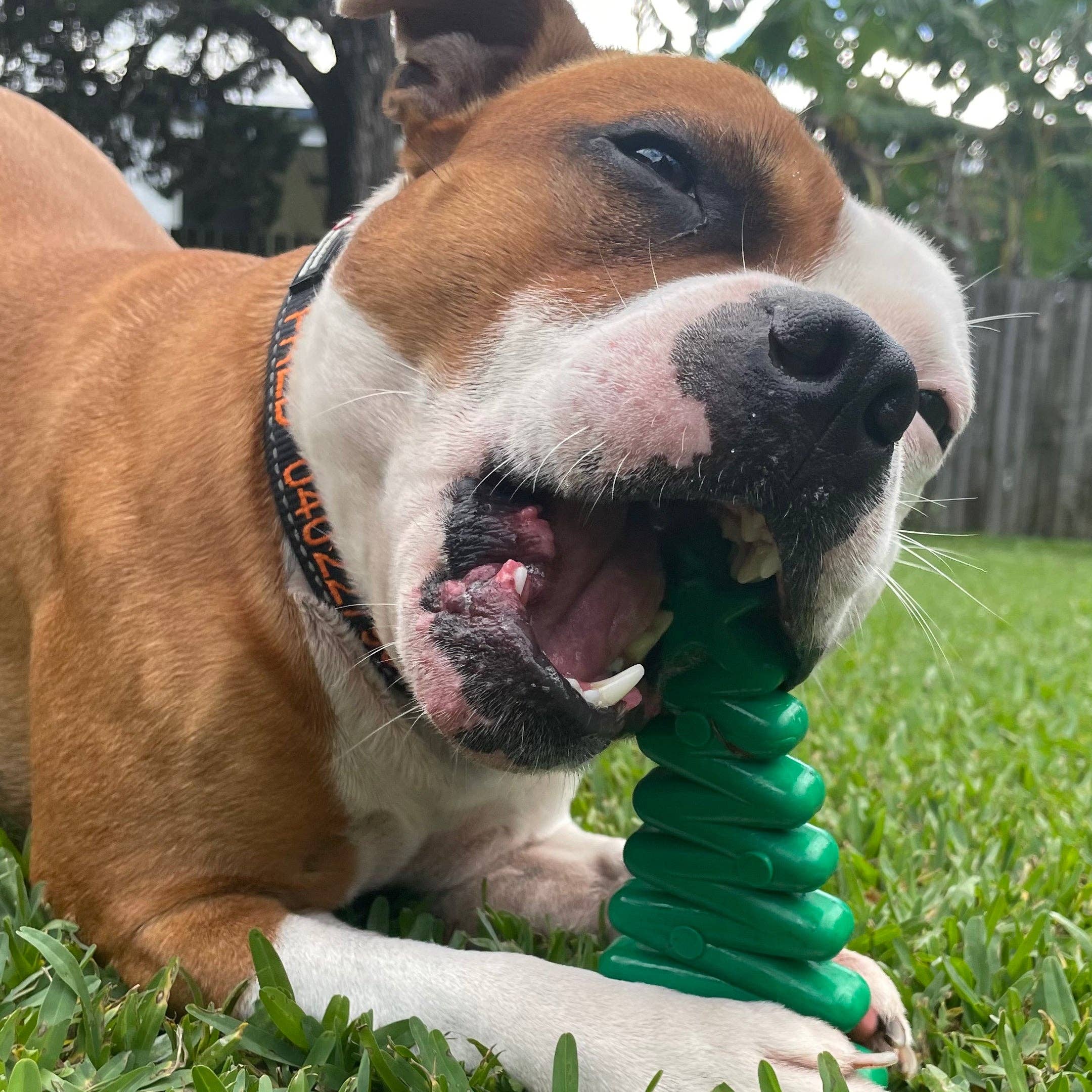 Rover Pet Products – Großhandel Haustier-Kauspielzeug – Hund – Weihnachtsbaum aus Nylon1