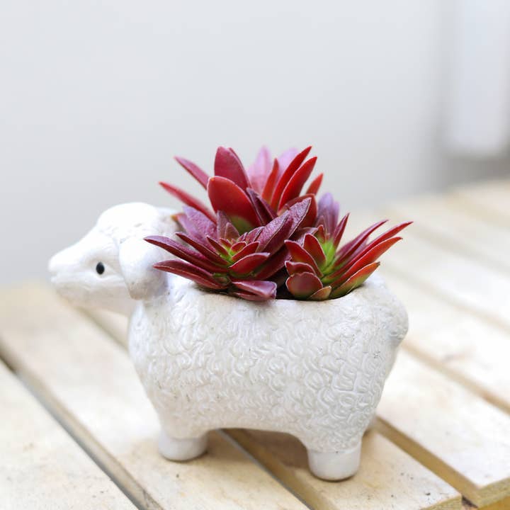 Best Plant Friend - Wholesale Succulent - Red Pagoda Shark Tooth -Crassula capitella 2/4in5