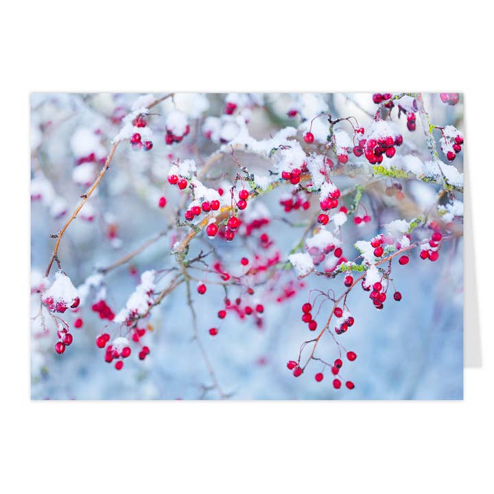 Tarjeta plegable "Espino en la nieve II" para venta al por mayor de paruspaper. nutzfeine papeterie