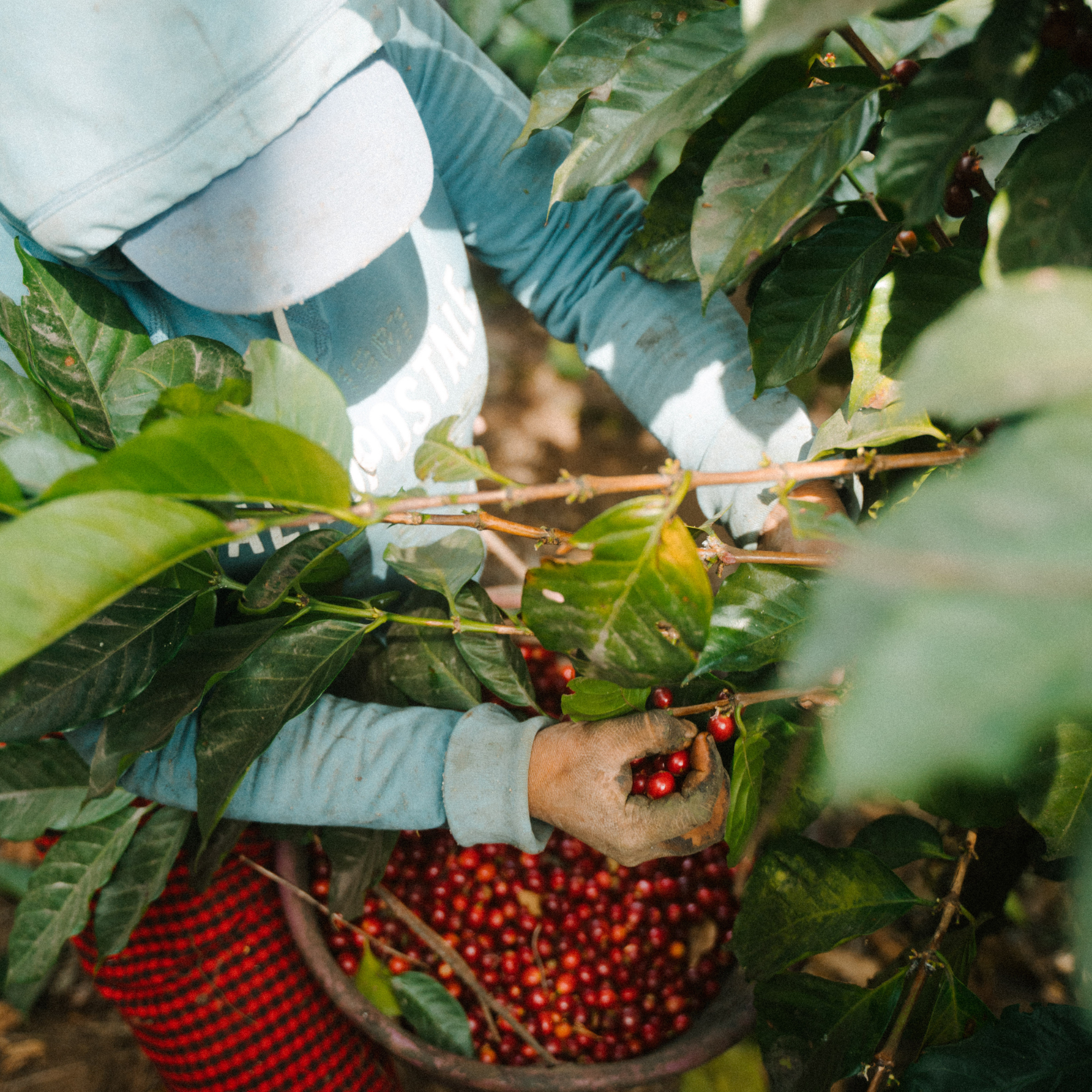 Ferris Coffee & Nut Co. - Wholesale Coffee Beans - Colombia FTO Cafe Femenino (Whole Bean) 10 oz.8