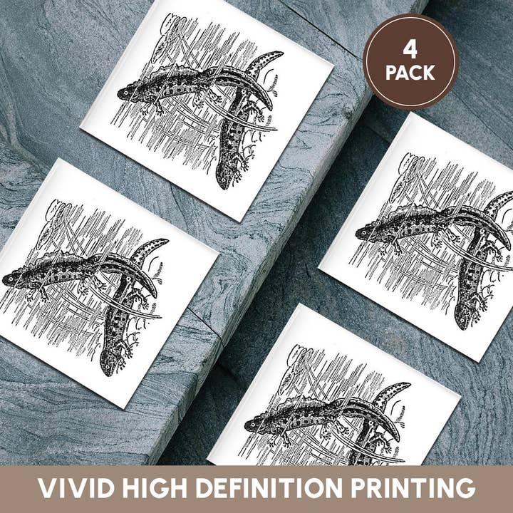 3dRose - Wholesale Coasters - 3dRose, Newts - Black and White Vintage Illustration - Salamander Amphibian, Coaster5