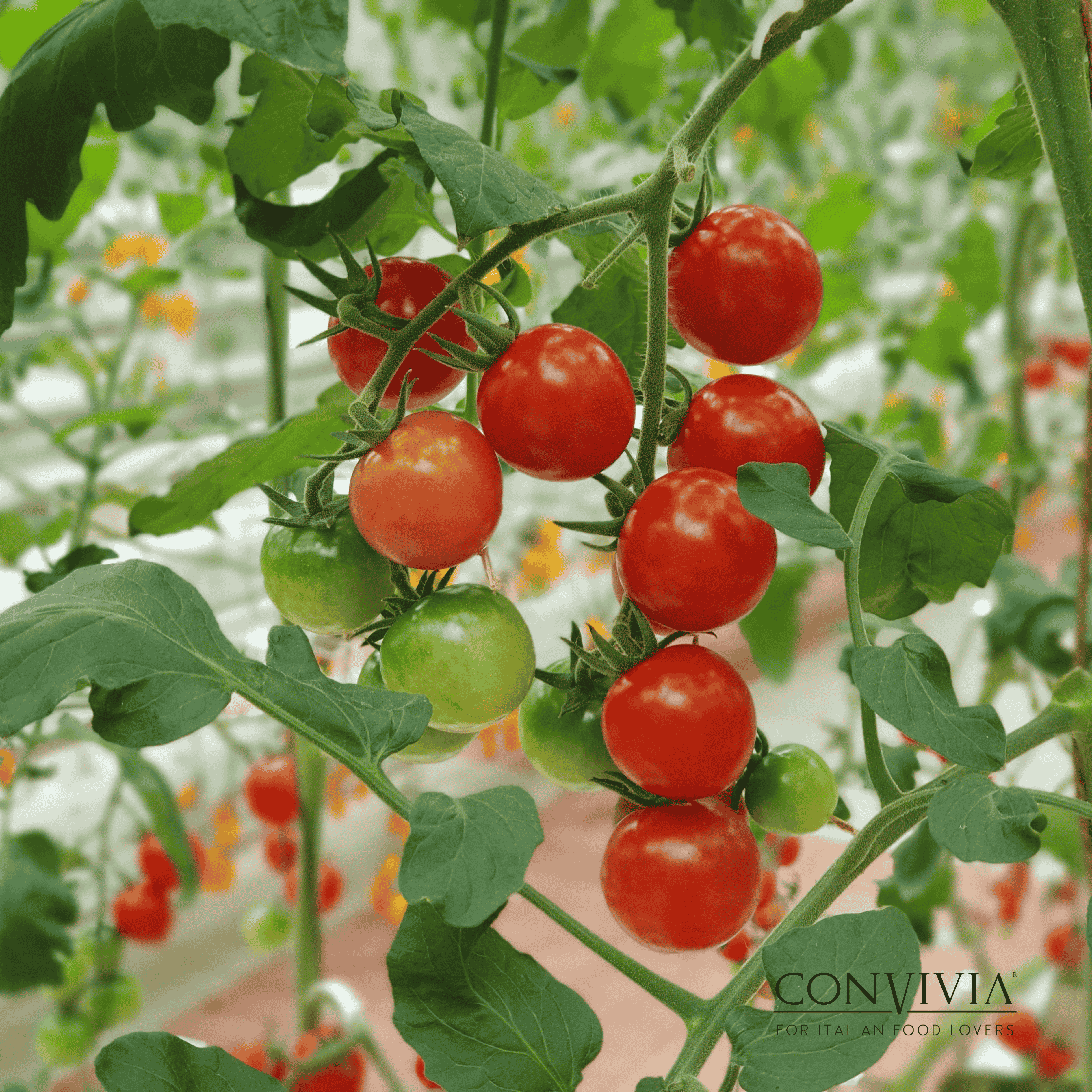 CONVIVIA for italian food lovers – Großhandel Pastasoße – Bio-Kirsch-Tomatensauce 330g7