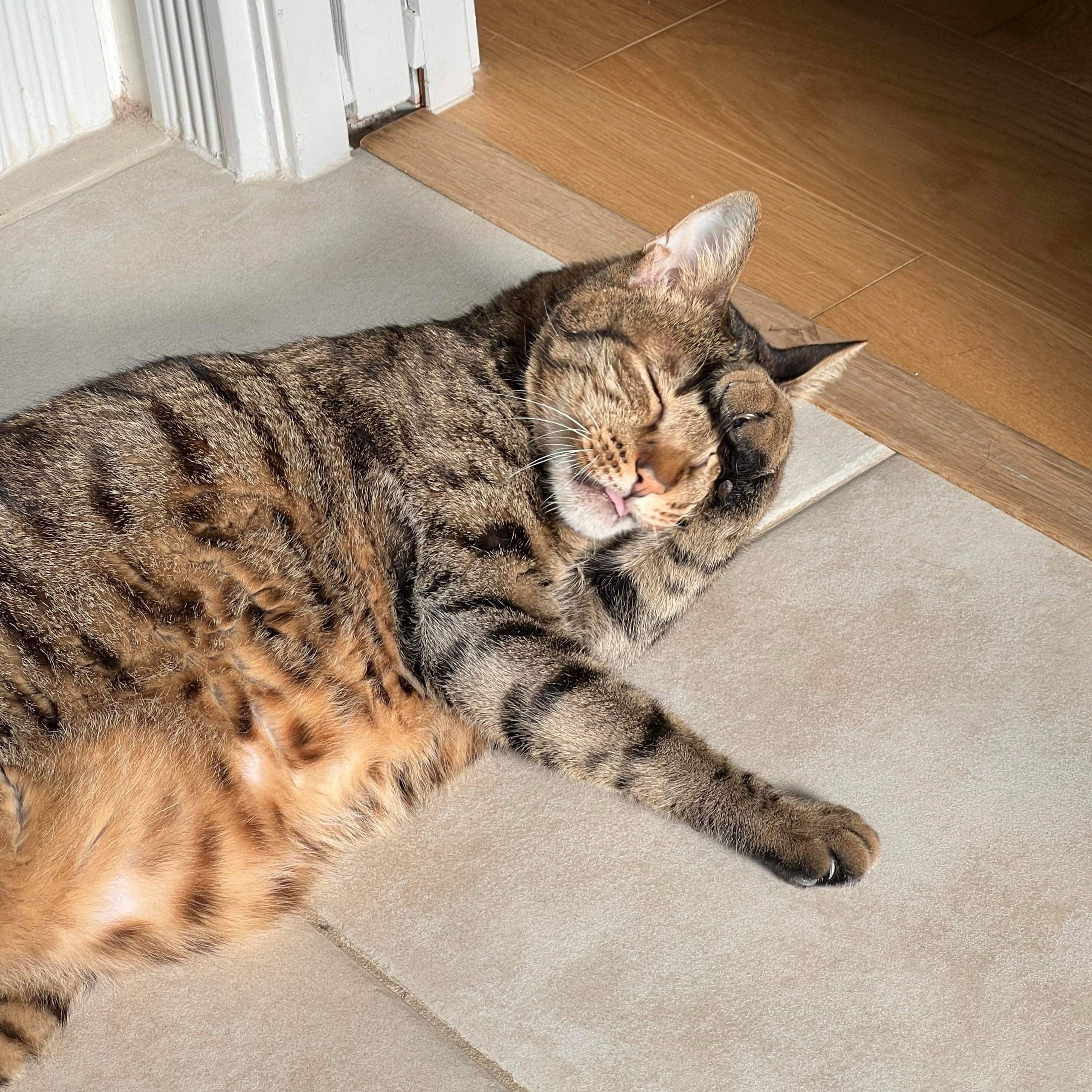 Ganapati - Wholesale Finger Puppet - Kids & Baby - Felt Finger Puppet: "Huhu" The Brown Tabby Cat1