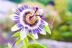 Witchuals - Rituals & Spellwork Apothecary - Wholesale Meditation Supplies - Passion Flower3